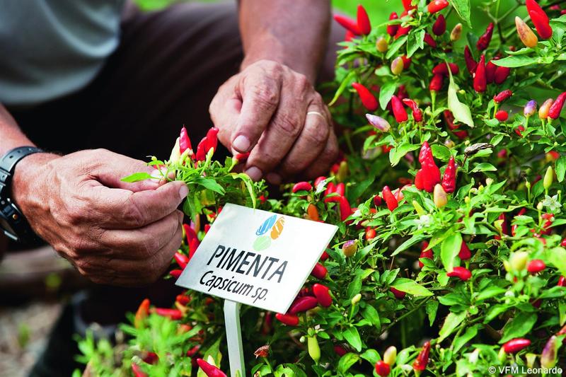 Awasi Santa Cantarina-38