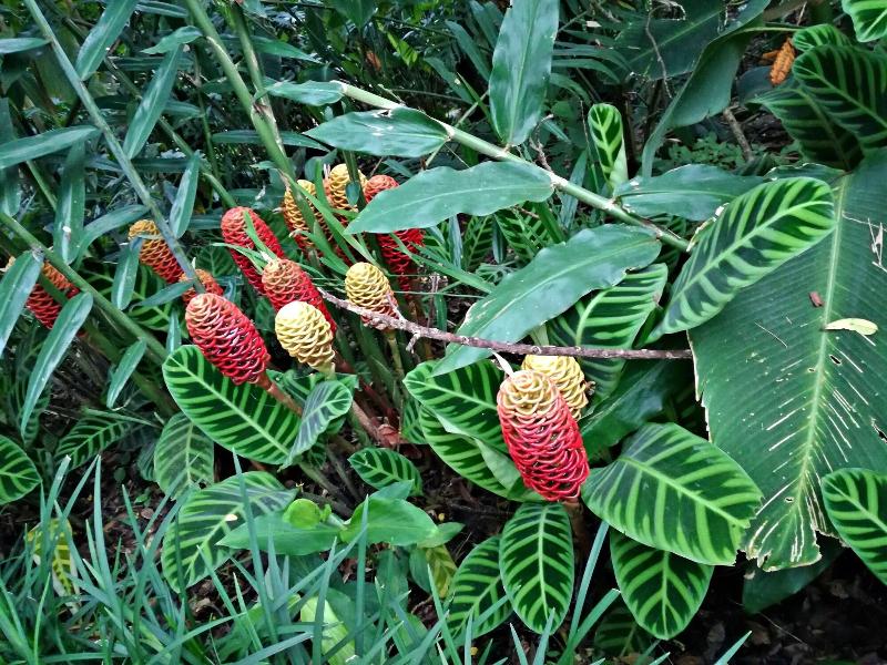 Finca Rosa Blanca Coffee Farm and Inn-10