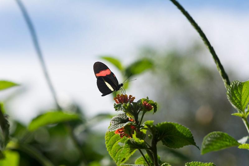 Finca Rosa Blanca Coffee Farm and Inn-11