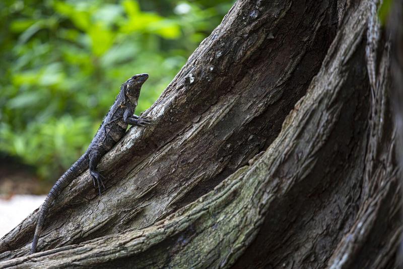 Hotel Nantipa - - A Tico Beach Experience-128