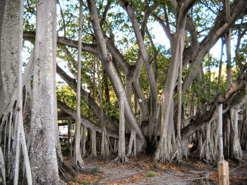 Banyan Tree - On the grounds of the Edison and Ford Winter Estates