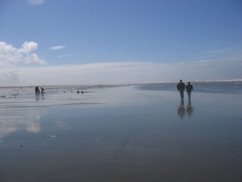 clam digging at Ocean Shores