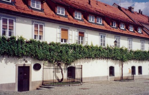 The oldest vine in the world