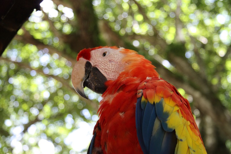 Scarlet Macaw