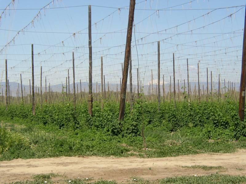 Yakima Valley Hop Yard, this area produces 77% of the United States hops, a key ingredient in beer making