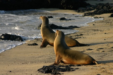 A pair of Galápagos sea lions on the beach in the early morning