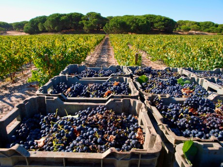 Herdade da Comporta Vineyard